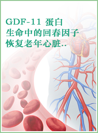 GDF-11蛋白